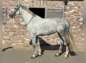 Westfaliano, Giumenta, 8 Anni, 182 cm, Grigio