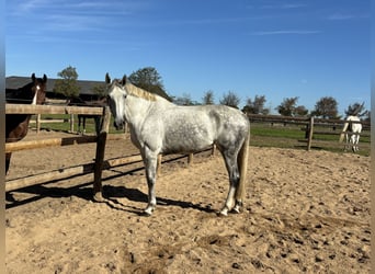 Westfaliano, Giumenta, 8 Anni, 182 cm, Grigio
