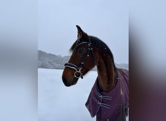 Westfaliano, Giumenta, 9 Anni, 160 cm, Baio