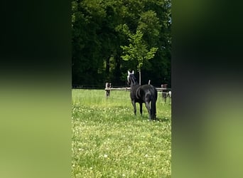 Westfaliano, Giumenta, 9 Anni, 160 cm, Morello