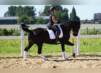 Westfaliano, Giumenta, 9 Anni, 162 cm, Morello
