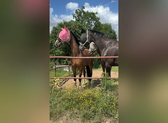 Westfaliano, Giumenta, 9 Anni, 163 cm, Baio