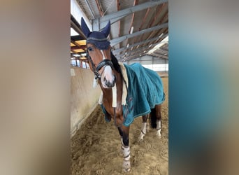 Westfaliano, Giumenta, 9 Anni, 163 cm, Baio