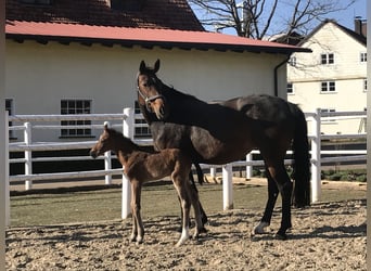 Westfaliano, Giumenta, 9 Anni, 165 cm