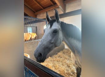 Westfaliano, Giumenta, 9 Anni, 165 cm, Grigio