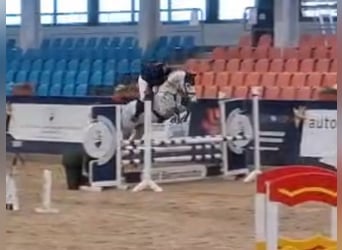 Westfaliano, Giumenta, 9 Anni, 166 cm, Grigio