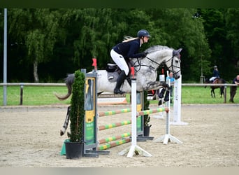 Westfaliano, Giumenta, 9 Anni, 166 cm, Grigio