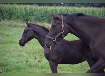 Westfaliano, Giumenta, 9 Anni, 167 cm, Morello