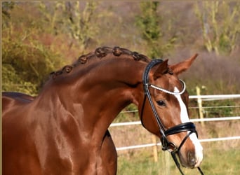 Westfaliano, Giumenta, 9 Anni, 168 cm