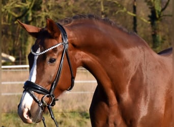 Westfaliano, Giumenta, 9 Anni, 168 cm, Sauro scuro