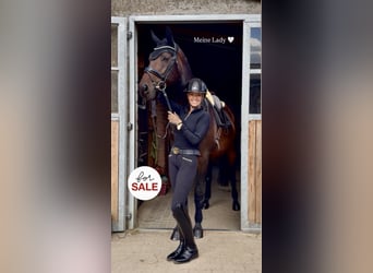 Westfaliano, Giumenta, 9 Anni, 170 cm, Baio scuro