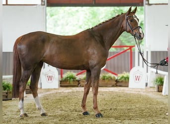 Westfaliano, Giumenta, 9 Anni, 170 cm, Sauro