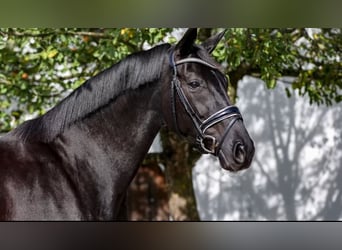 Westfaliano, Giumenta, 9 Anni, 172 cm, Baio nero
