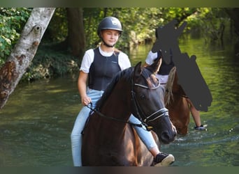 Westfaliano, Giumenta, 9 Anni, 172 cm, Baio nero