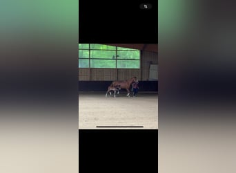 Westfaliano, Giumenta, Puledri (04/2025), 164 cm, Baio scuro