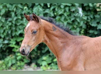 Westfaliano, Giumenta, , 166 cm, Baio