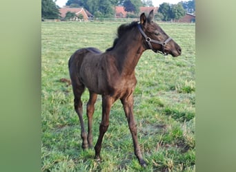 Westfaliano, Giumenta, Puledri
 (05/2024), 168 cm, Morello