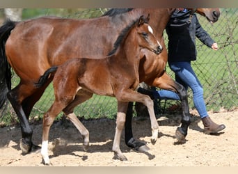 Westfaliano, Giumenta, Puledri (03/2026), 169 cm, Baio