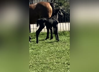 Westfaliano, Giumenta, Puledri (03/2026), 170 cm, Morello