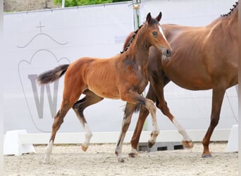 Westfaliano, Giumenta, Puledri
 (04/2023), Baio