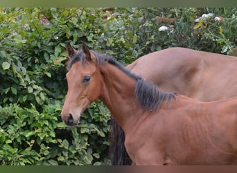 Westfaliano, Giumenta, Puledri
 (04/2023), Baio