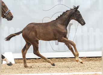 Westfaliano, Giumenta, Puledri
 (04/2024), Baio nero