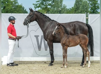 Westfaliano, Giumenta, Puledri
 (06/2024), Baio nero