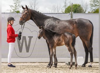 Westfaliano, Giumenta, Puledri
 (03/2024), Baio nero