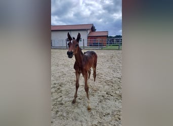 Westfaliano, Giumenta, Puledri
 (06/2024), Baio scuro