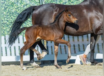 Westfaliano, Giumenta, Puledri (07/2026), Baio scuro