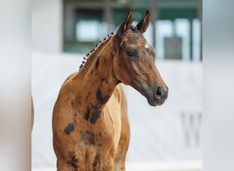 Westfaliano, Giumenta, Puledri
 (04/2024), Baio scuro