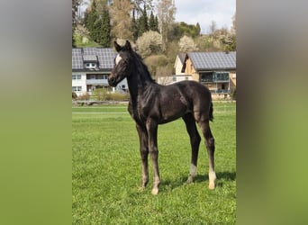 Westfaliano, Giumenta, Puledri (03/2026), Morello