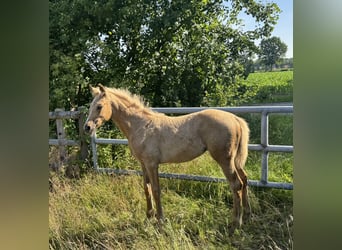 Westfaliano, Giumenta, , Palomino