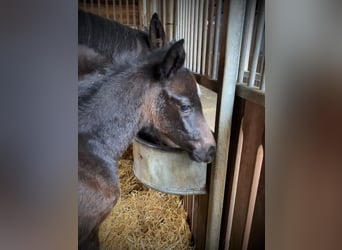 Westfaliano, Giumenta, Puledri
 (03/2024), Può diventare grigio