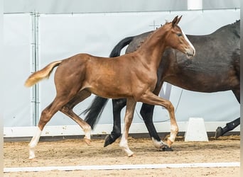 Westfaliano, Giumenta, Puledri
 (03/2024), Sauro scuro