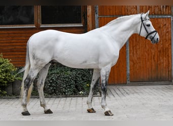 Westfaliano, Semental, 10 años, 172 cm, Tordo
