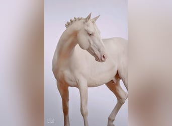 Westfaliano, Semental, 14 años, 163 cm, Cremello