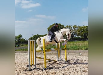 Westfaliano Mestizo, Semental, 14 años, 163 cm, Cremello