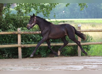 Westfaliano, Semental, 1 año, 155 cm, Castaño oscuro