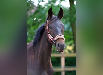 Westfaliano, Semental, 1 año, 155 cm, Castaño oscuro