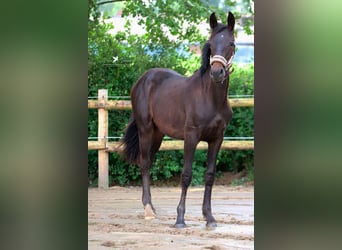 Westfaliano, Semental, 1 año, 155 cm, Castaño oscuro