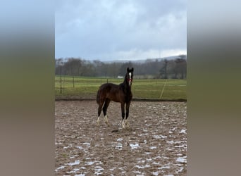 Westfaliano, Semental, 1 año, 160 cm, Castaño