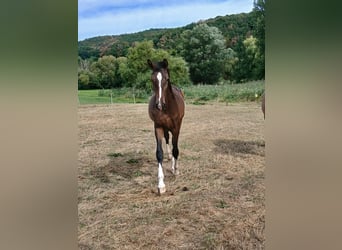 Westfaliano, Semental, 1 año, 160 cm, Castaño
