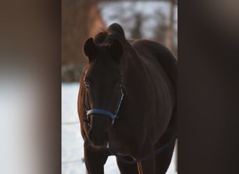 Westfaliano, Semental, 1 año, 162 cm, Negro