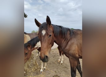 Westfaliano, Semental, 1 año, 168 cm, Castaño oscuro