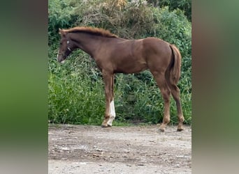 Westfaliano, Semental, 1 año, 170 cm, Alazán-tostado