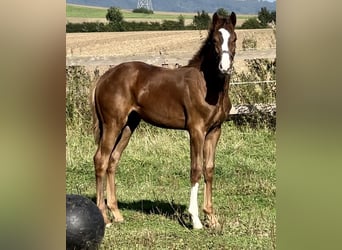 Westfaliano, Semental, 1 año, 170 cm, Alazán-tostado