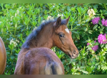 Westfaliano, Semental, 1 año, 170 cm, Castaño