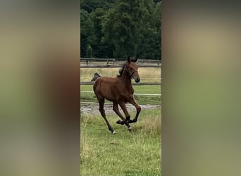 Westfaliano, Semental, 1 año, 170 cm, Castaño
