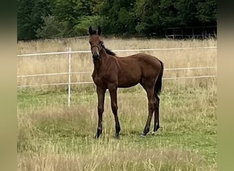 Westfaliano, Semental, 1 año, 170 cm, Castaño